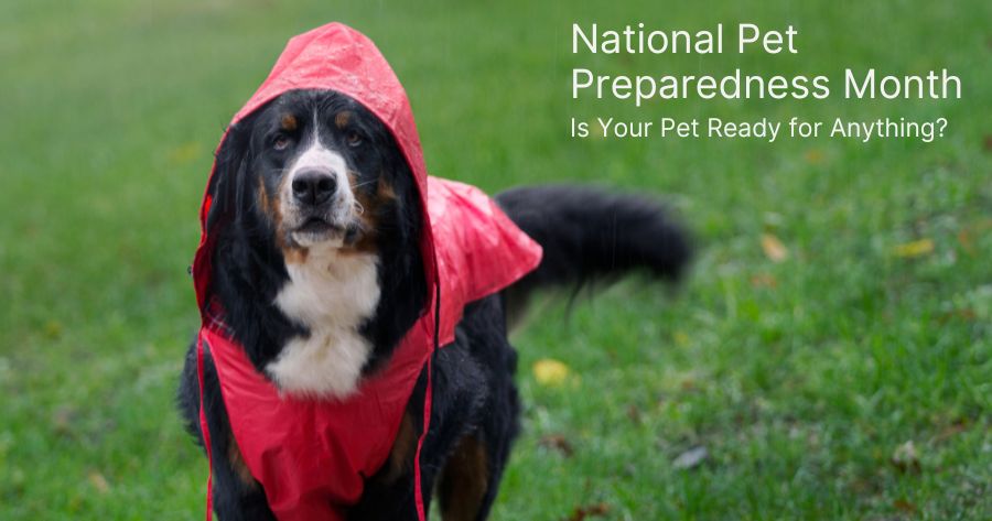 National Pet Preparedness Month