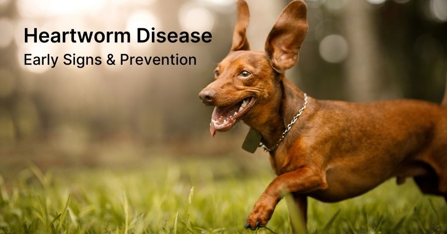 Fight Off Heartworms for Your Furry Friend