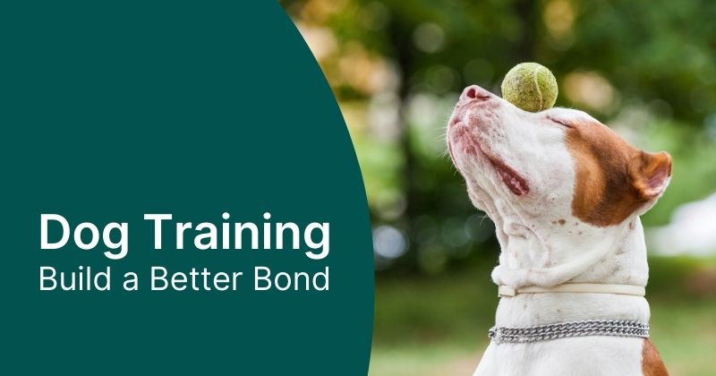 Dog Training Tips and Tricks