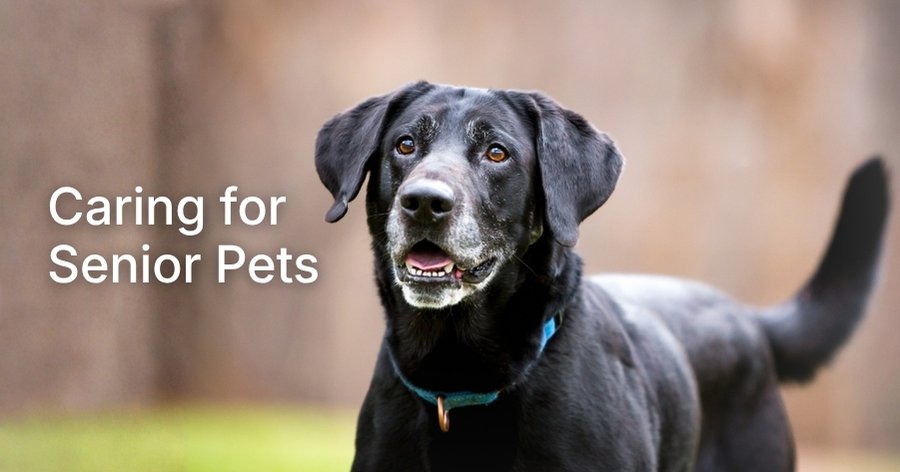 Senior Pet Health