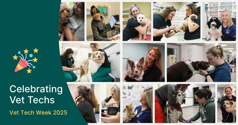Celebrating the Compassion of Veterinary Technicians