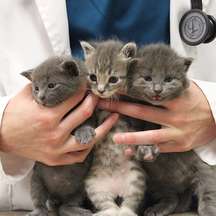 Vets in Gretna for Dogs & Cats