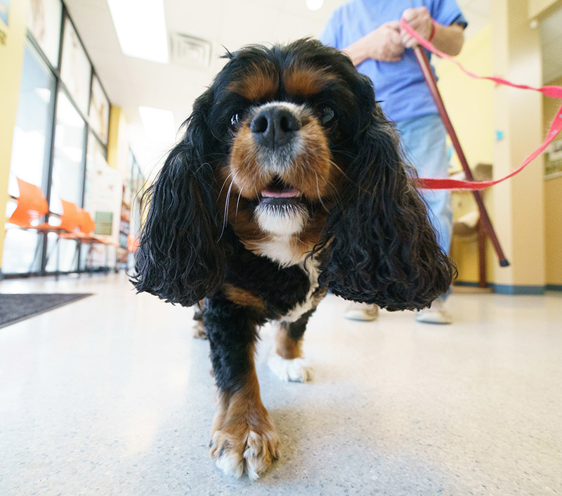 vet appointments in Gretna