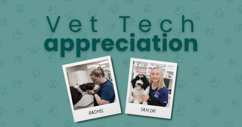 A Day in the Life of a Licensed Veterinary Technician