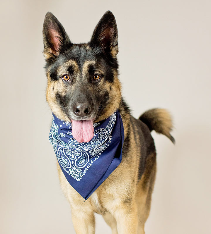 Pet Resources for Aspen Creek Vet Owners