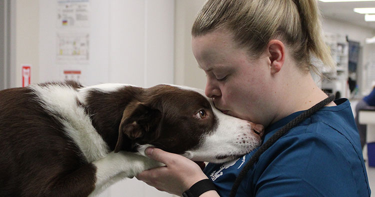 Dog Care