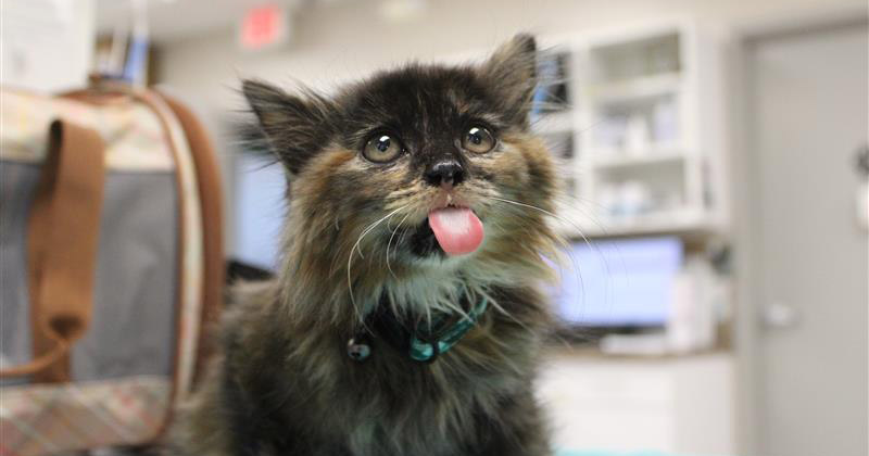 Kitten Care